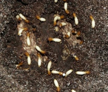 Asian termite soldiers